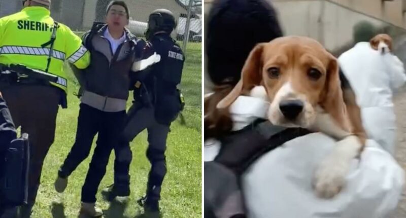 Beagles freed from research lab land in California amid activistâs felony case